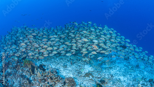 French Polynesia, Tuamotu Archipelago, Rangiroa, School of Humpback Red Snapper (Lutjanus gibbus) photo