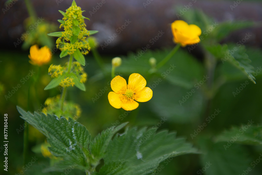 Wild blühende gelbe Blumen Wild blühende gelbe Blumen