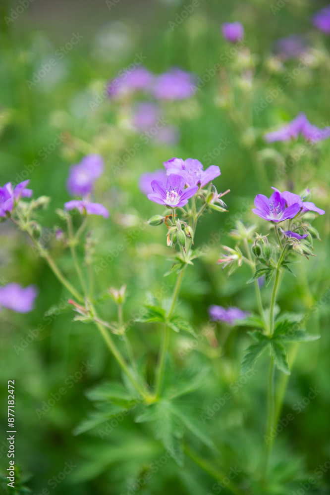 Violett blühende Wildblumen Violett blühende Wildblumen