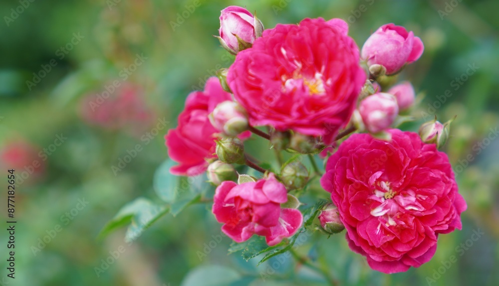 a close-up of pink roses in an inflorescence on a branch of a climbing rose of the Flamentanz variety on a branch among green leaves decorates a garden fence made of mesh in summer a close-up of pink roses in an inflorescence on a branch of a climbing rose of the Flamentanz variety on a branch among green leaves decorates a garden fence made of mesh in summer