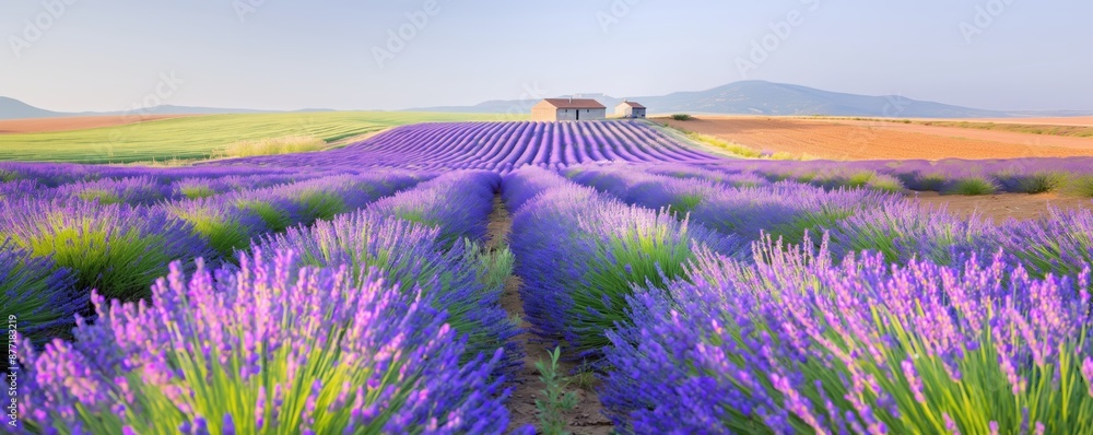 Obraz premium Lavender fields in full bloom with a rustic farmhouse in the distance, nature travel, aromatic landscapes