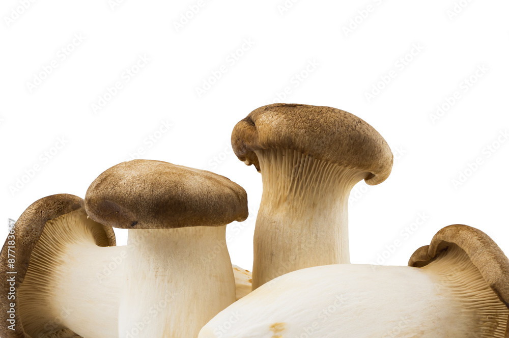 king oyster mushroom set with a shadow, studio shoot, isolated on white background king oyster mushroom set with a shadow, studio shoot, isolated on white background