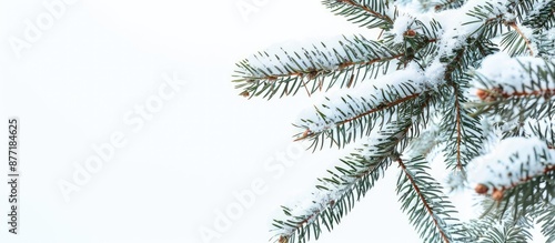 Snow covered pine tree bran...