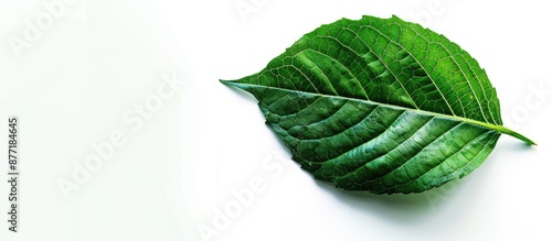 A stunning green leaf set a...
