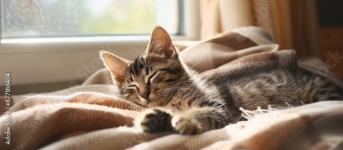 A Shorthair kitten relaxes ...