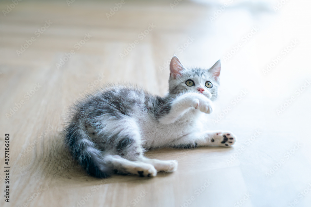 Cute baby cat in the house, Silver Tabby Scottish Fold Cat Cute baby cat in the house, Silver Tabby Scottish Fold Cat