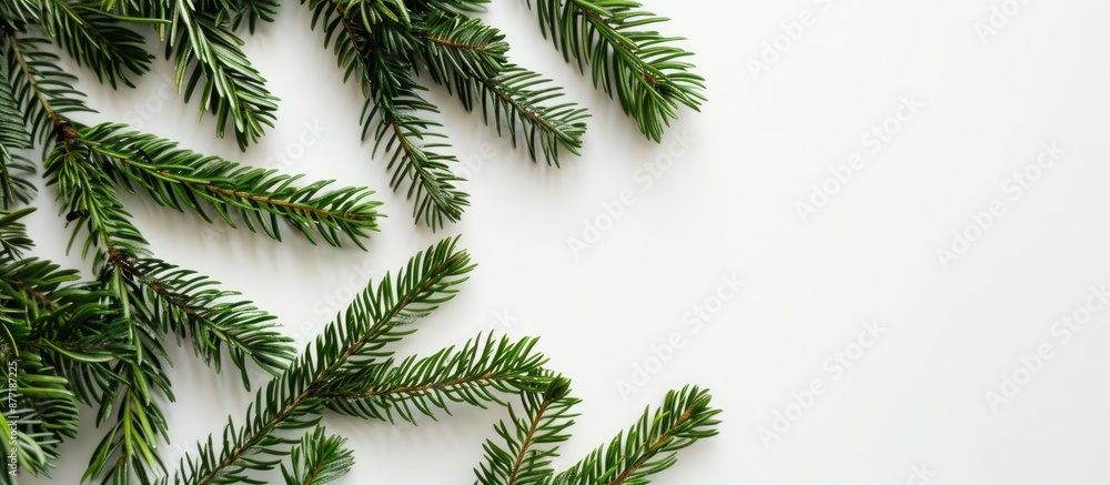 Christmas fir tree branches in green against a white backdrop with copy space image Christmas fir tree branches in green against a white backdrop with copy space image