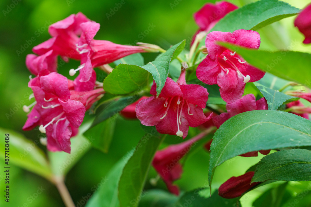 Blooming red flowers of Weigela Bristol Ruby. Selective focus and close-up beautiful bright pink flowers against the evergreen in the ornamental garden. Nature concept for design Blooming red flowers of Weigela Bristol Ruby. Selective focus and close-up beautiful bright pink flowers against the evergreen in the ornamental garden. Nature concept for design