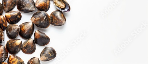 Clams showcased against a b...