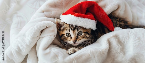 A cute kitten dressed in a ...