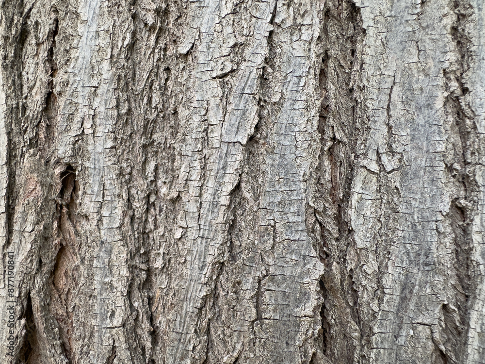 Texture of a chinaberry tree bark closeup. Nature Organic background concept. Texture of a chinaberry tree bark closeup. Nature Organic background concept.