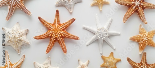 Sea starfish arranged indiv...