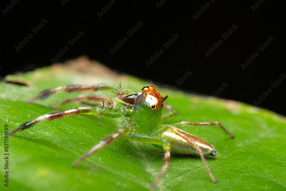 A macro photo of Jumping spider (Epeus sp.) also known as Mohawk spider A macro photo of Jumping spider (Epeus sp.) also known as Mohawk spider