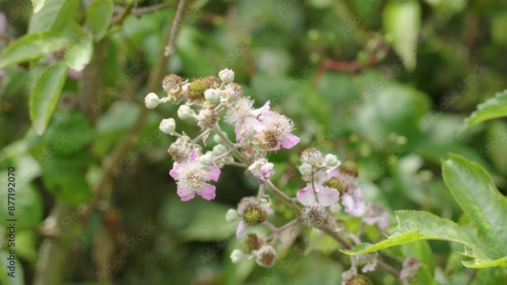 Wild blackberry blossoms with delicate pink petals and vibrant green leaves amidst a lush summer nature Wild blackberry blossoms with delicate pink petals and vibrant green leaves amidst a lush summer nature