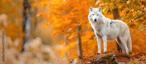 An Arctic Wolf by itself in...