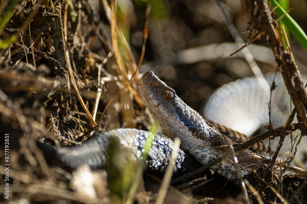 Naklejka premium Aspisviper (Schlange) zwischen Wald uns frisch gemähtem Rasen (Viper)