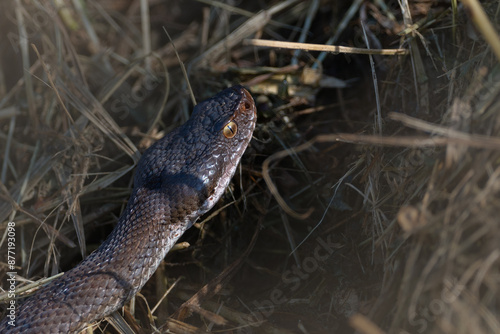 Aspisviper (Schlange) zwischen Wald uns frisch gemähtem Rasen (Viper)