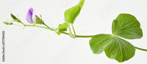 Close up of a green pea pla...