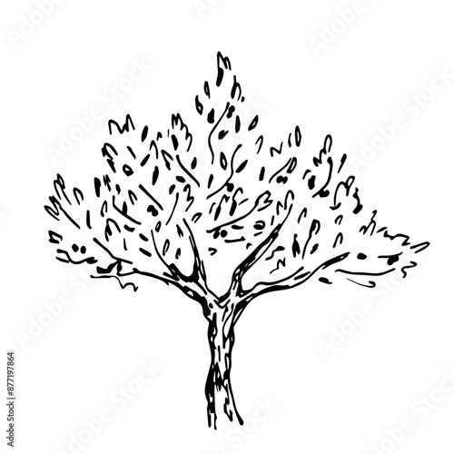 Olive tree, agriculture, garden. Nature and vegetation. Simple hand drawn vector illustration in black outline. Sketch in ink. For labels, vegetable oil packaging.