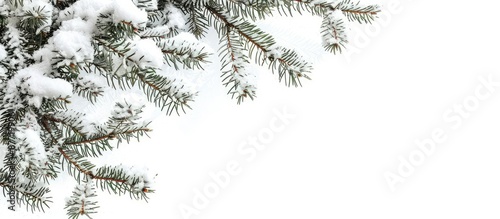 Snow covered pine tree bran...