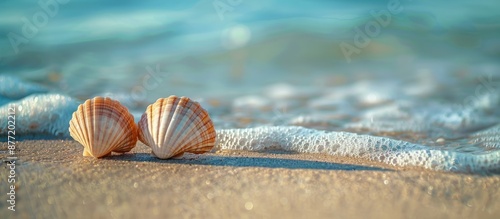 A pair of seashells resting...