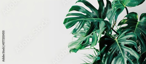 Tropical concept featuring ...