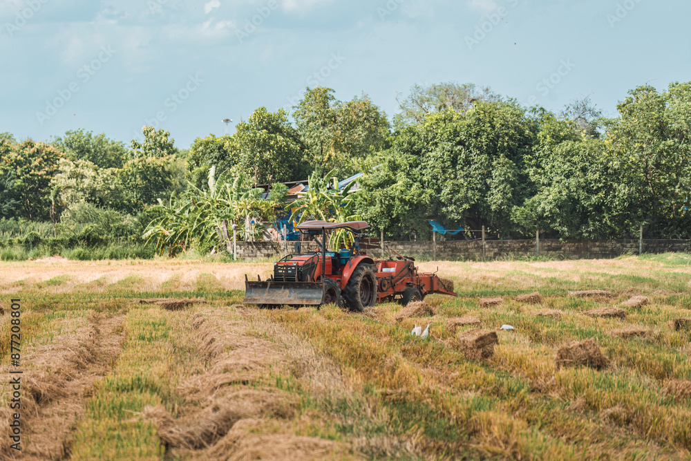 Fototapeta premium Tractor working on rice filed during harvest season in farmland