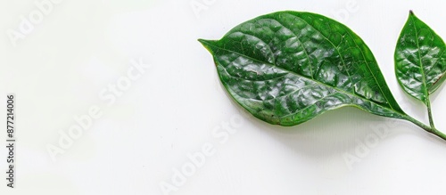 A stunning green leaf set a...