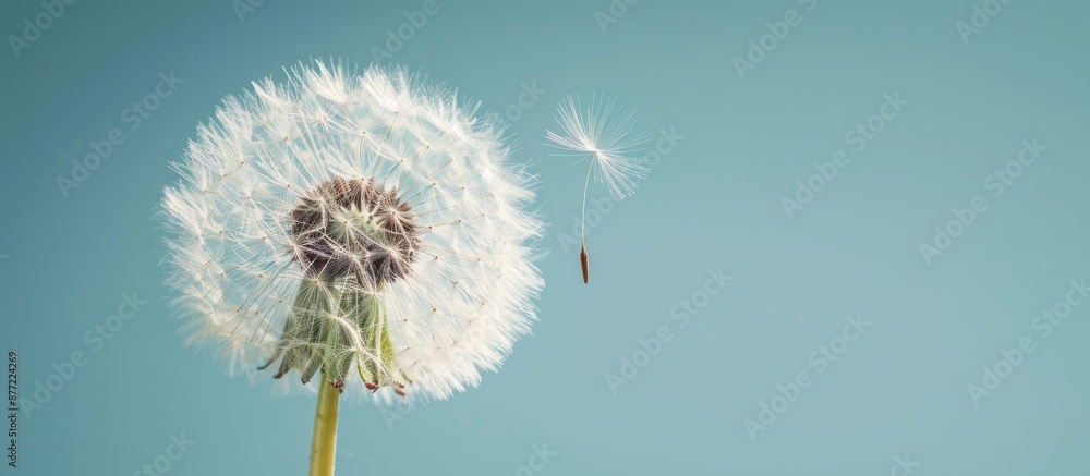 Detailed close up shot of a dandelion flower with ample copy space image Detailed close up shot of a dandelion flower with ample copy space image
