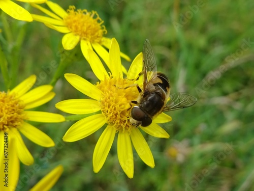 Mistbiene auf Arnikablüte photo