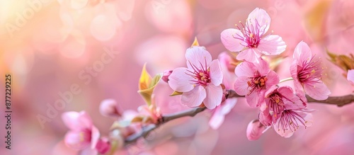 Spring day features cherry ...