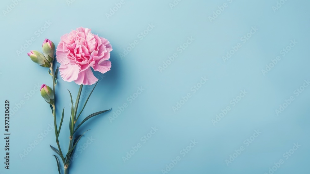 Pink carnation card on blue background top view with space for writing Pink carnation card on blue background top view with space for writing