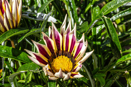The Botanical Garden of the University of Coimbra in Portugal. The garden was founded in the 18th century