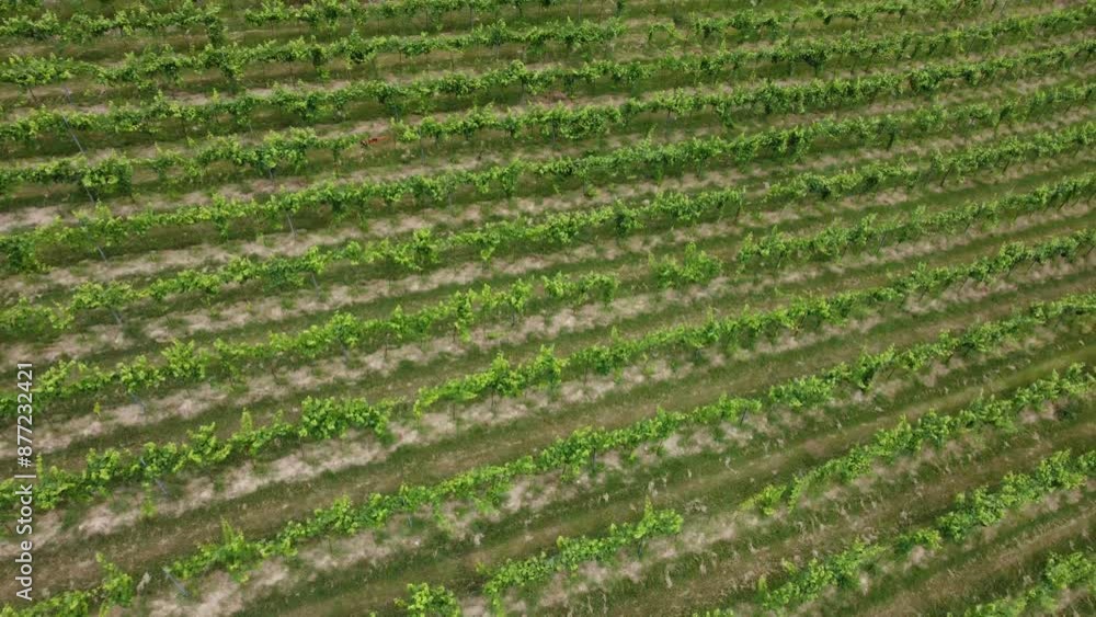 vineyards, Oltrepò Pavese, wine, aerial view, wine region, wine production, vine cultivation, valpolicella, fruit, cultivated, eco tourism, cultivated land, wine, viticulture, field, winery, vineyard vineyards, Oltrepò Pavese, wine, aerial view, wine region, wine production, vine cultivation, valpolicella, fruit, cultivated, eco tourism, cultivated land, wine, viticulture, field, winery, vineyard