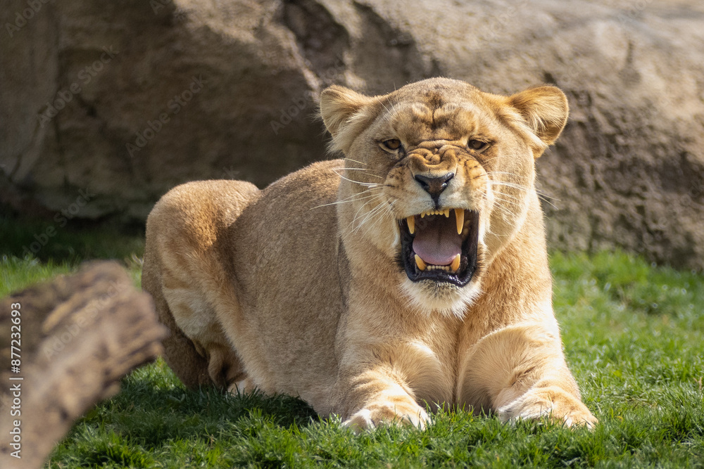 Obraz premium lion in the grass