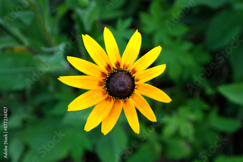 Rudbeckia Flower in the Garden