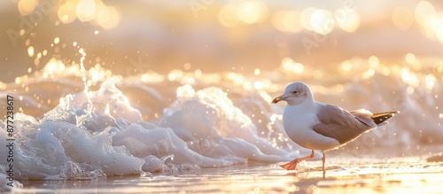 A seagull wading in the wat...