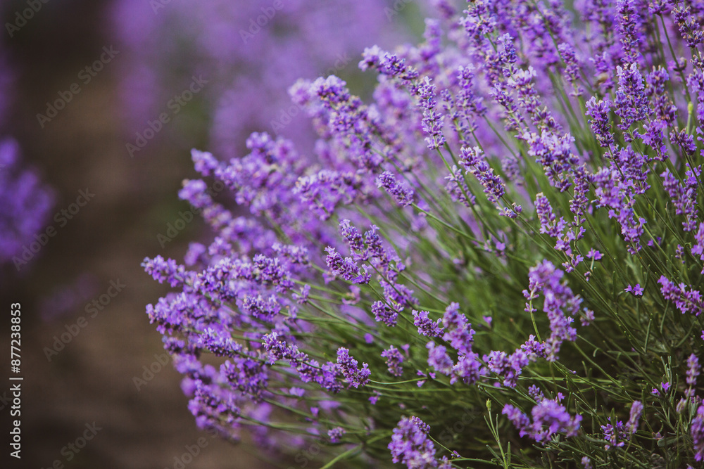 Field of lavender in the sunset light. Background with golden light. Purple lavender. Field of lavender in the sunset light. Background with golden light. Purple lavender.