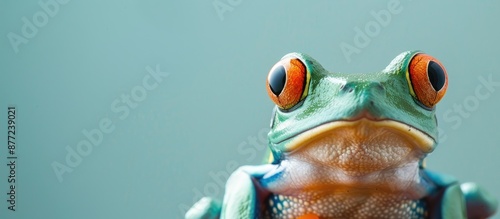 Frog gazing with blank spac...