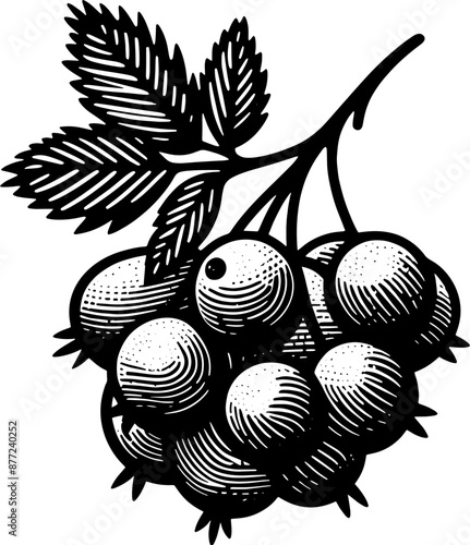 Hawthorn Berry Fruit icon 14