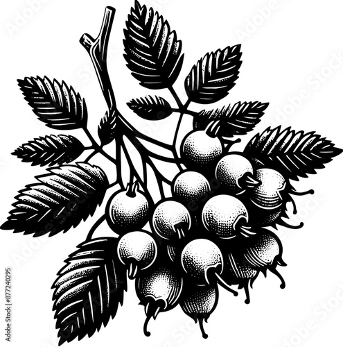 Hawthorn Berry Fruit icon 8