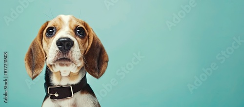 Cute Beagle pup wearing a c...