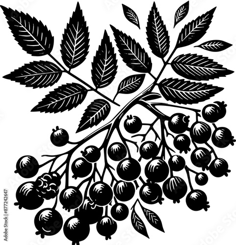 Elderberry Fruit icon 9