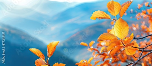 Autumnal golden leaves in t...