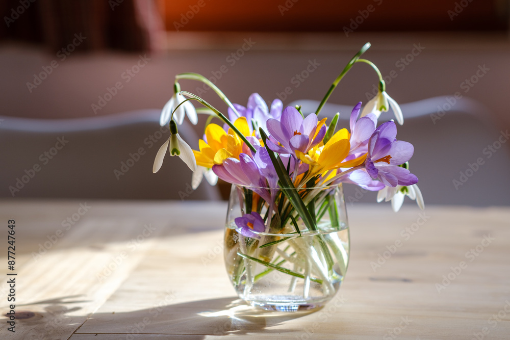 Bouquet of purple crocus in vase. Spring flowers in a vase.