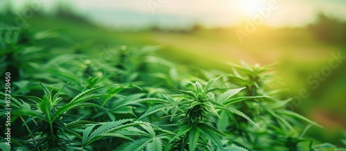 Green cannabis plants growi...