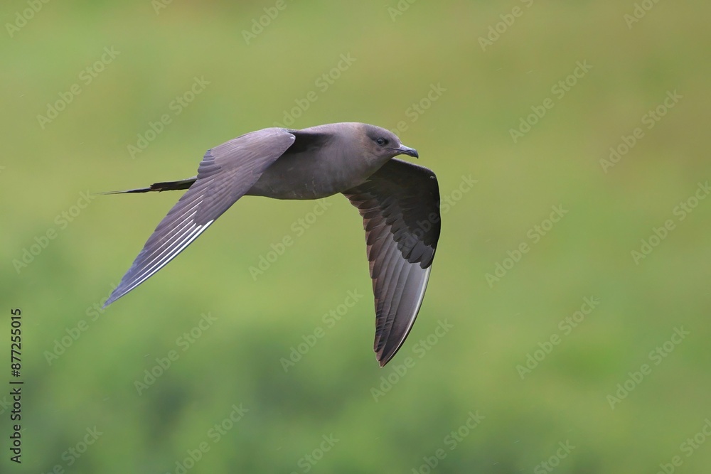 Close-up of an Arctic skua in flight. Handa Island, Scotland Close-up of an Arctic skua in flight. Handa Island, Scotland