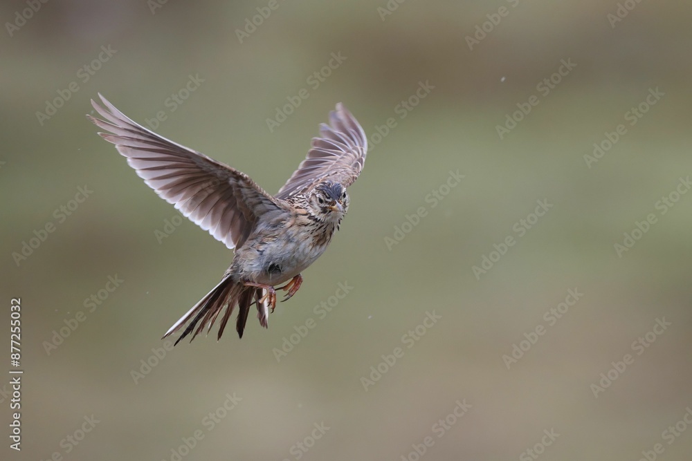 Fototapeta premium Eurasian skylark in flight with a blurred greenish background. Handa Island, Scotland