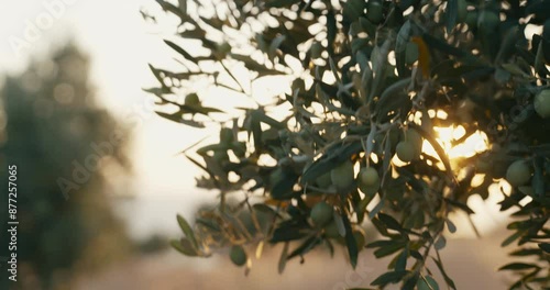 Olive tree with the fruits