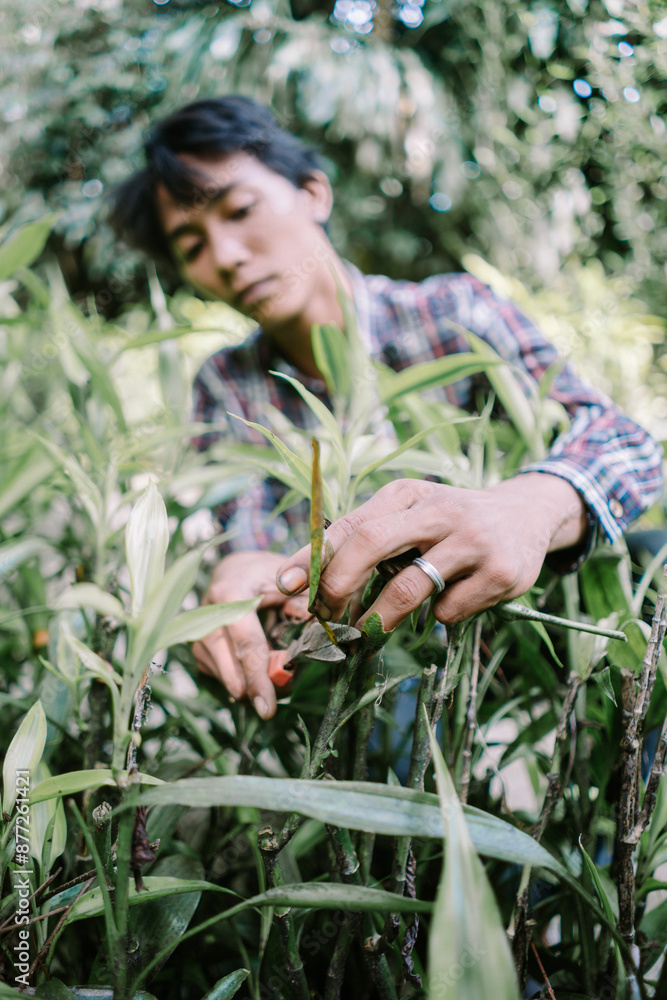 Fototapeta premium Man of Asian descent choosing plant leaves for cutting, demonstrating meticulous care in gardening